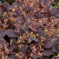 Cotinus coggygria 'Royal Purple' (Purple Smoke Bush)