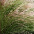Stipa tenuissima (Mexican Feather Grass)