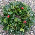 Christmas Holly Wreath 10 Inch