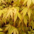 Acer palmatum 'Katsura' (Japanese Maple)