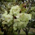 Prunus 'Ukon' (Flowering Cherry)