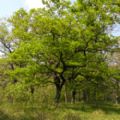 Quercus petraea (Sessile Oak)