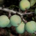 Prunus domestica 'Cambridge Gage' (Greengage)