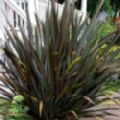 Phormium tenax 'Purpureum' (New Zealand Flax)