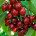 Prunus avium 'Sunburst' (Cherry)