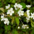 Prunus avium (Wild Cherry)