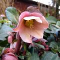 Helleborus 'Pirouette' (Christmas Rose)