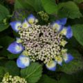 Hydrangea macrophylla 'Teller Blue' (Lace-Cap Hydrangea)