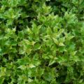 Osmanthus heterophyllus 'Tricolor' (False Holly)