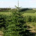 Abies nordmanniana (Nordmann Fir Potted Christmas Tree)