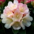 Rhododendron yakushimanum 'Golden Torch'