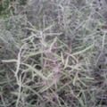 Olearia virgata (Twiggy Tree Daisy)
