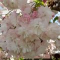Prunus 'Shirofugen' (Flowering Cherry)