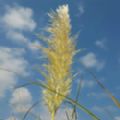 Cortaderia selloana 'White Feather' (Pampas Grass)