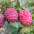 Raspberry 'Glen Ample' (Mid Season Raspberry)